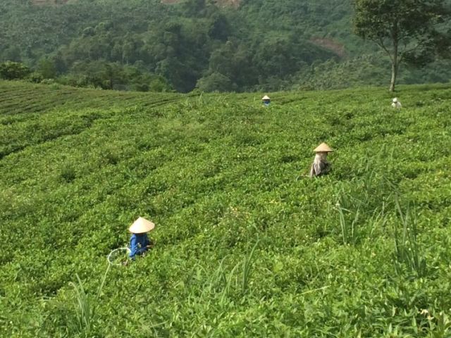 ベトナムの茶畑